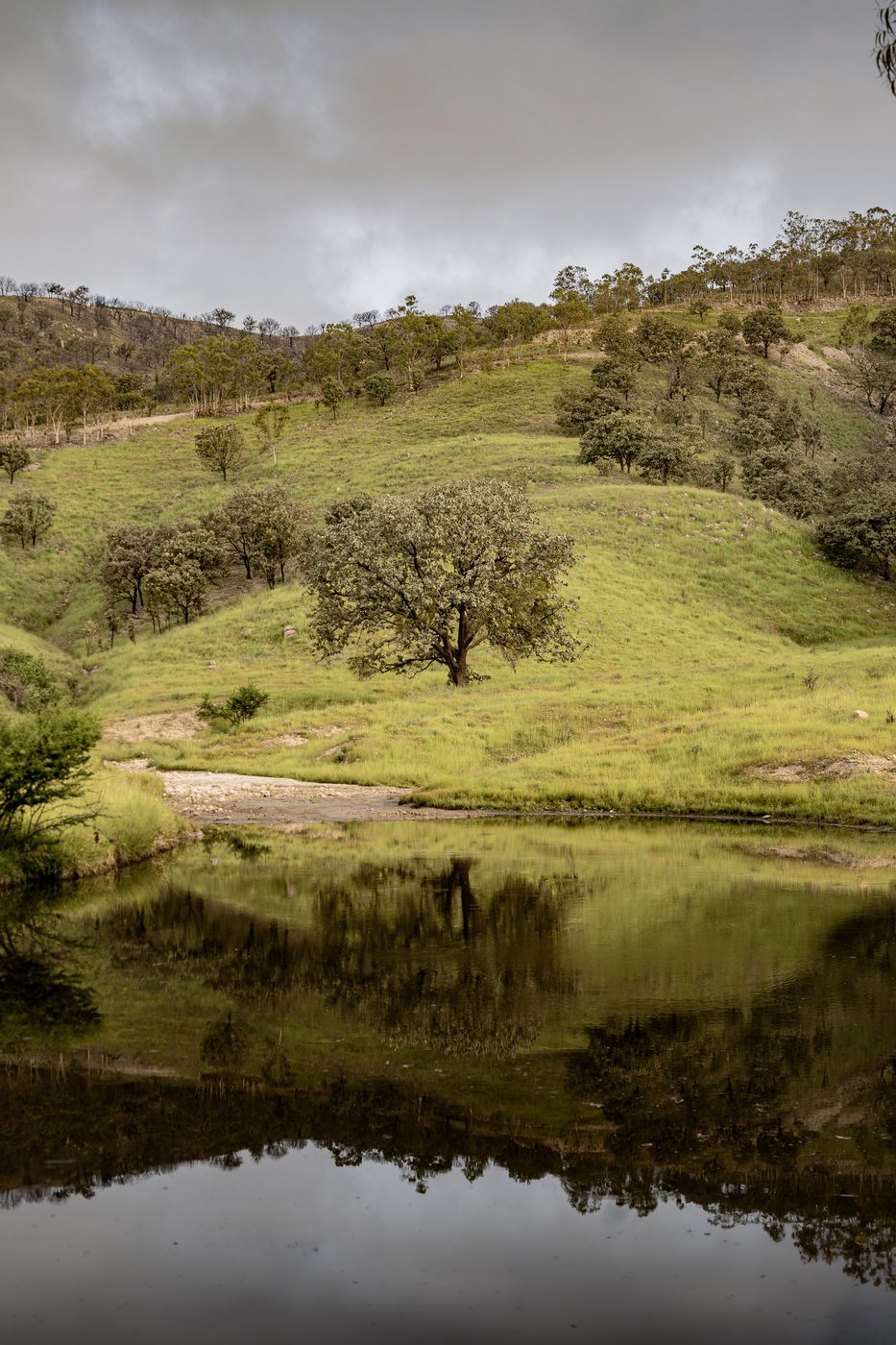 Árbol junto a un cuerpo de agua en Reserva Caxcanes