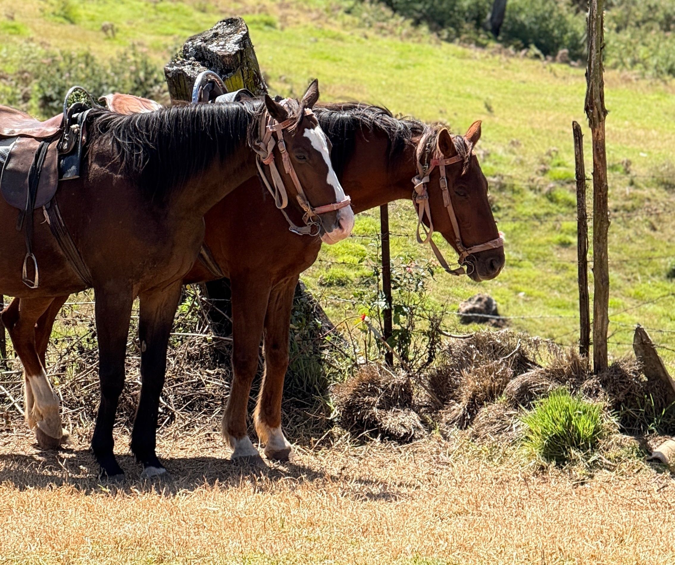 Caballos en los potreros de El Corazón de la Reserva