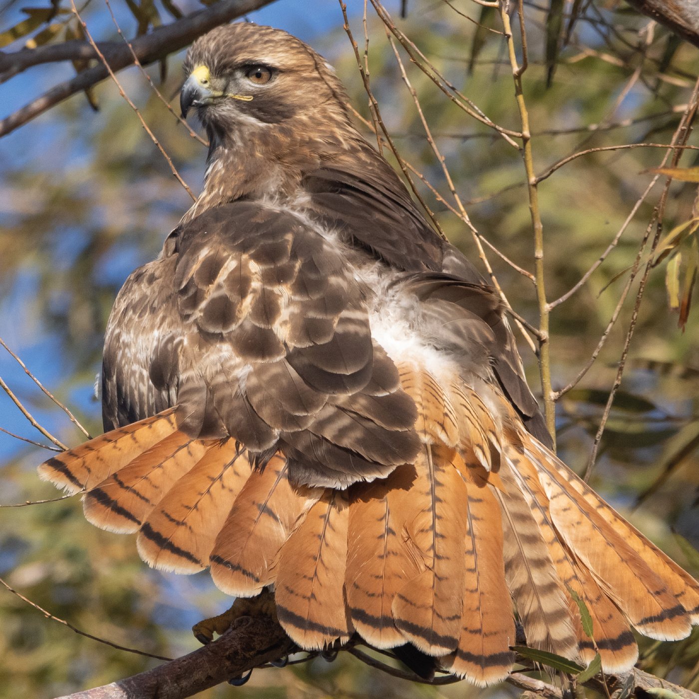 Aguililla cola roja — Buteo jamaicensis
