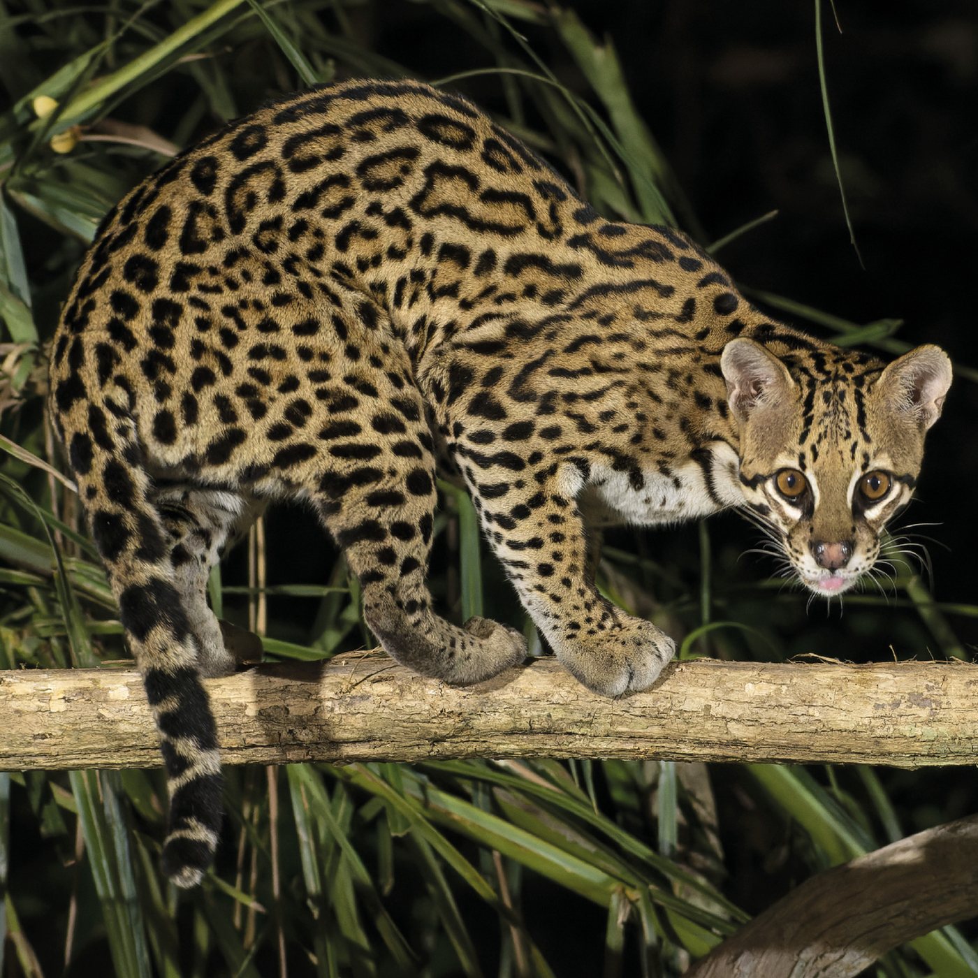 Ocelote, Tigrillo grande — Leopardus pardalis