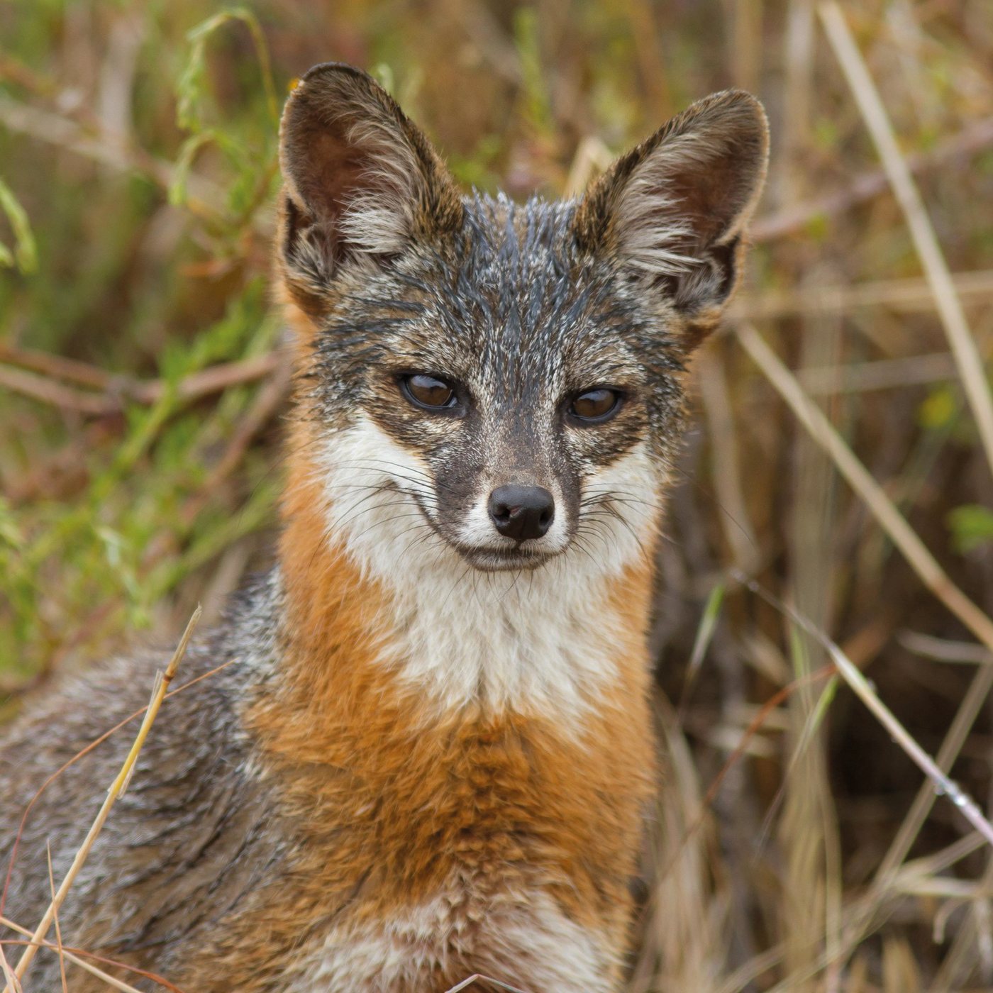 Zorra gris — Urocyon cinereoargenteus