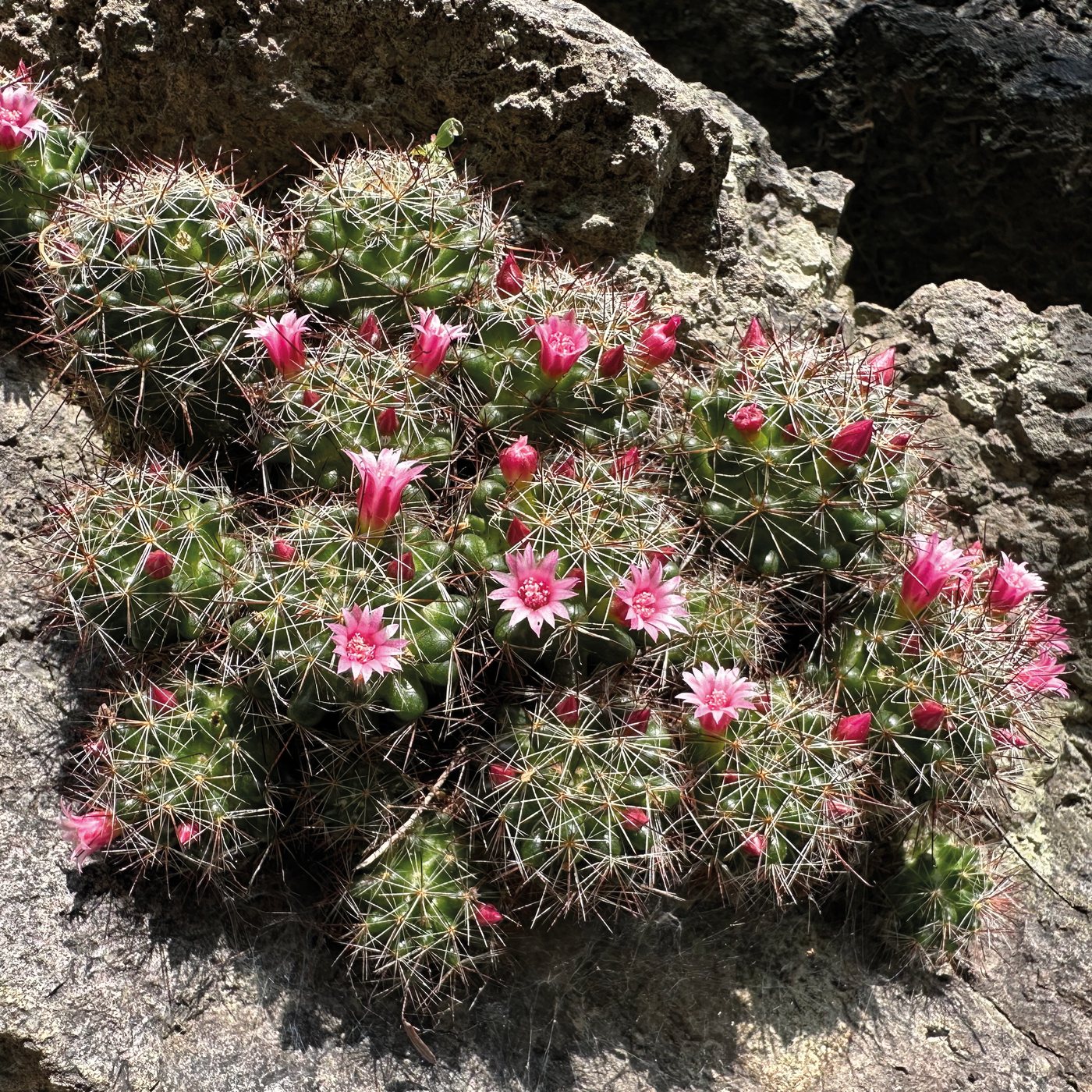 Mammillaria arreolae, Biznaga de Arreola, en Reserva Caxcanes